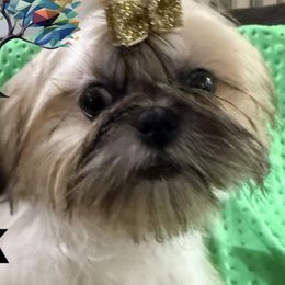 Nick - Gold male Shih Tzu puppy in Corpus Christi, Texas from Pam Crump Shih Tzu