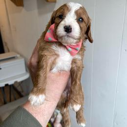 Jasmine - Red female Cavapoo puppy in Sugarcreek, Ohio from True Hearted Doodles