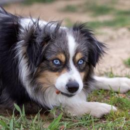 Rip - Blue merle male Miniature Australian Shepherd puppy in Prague, Oklahoma from Classic K9’s  Aussies & Doodles
