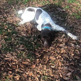Mae - German Shorthaired Pointer