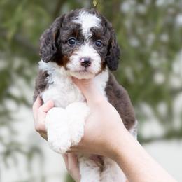 Luigi - Blue merle male Aussiedoodle puppy in Jacksonville, Florida from Lolo’s Aussiedoodle
