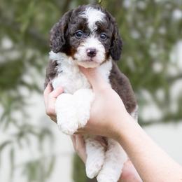 Luigi - Blue merle male Aussiedoodle puppy in Jacksonville, Florida from Lolo’s Aussiedoodle