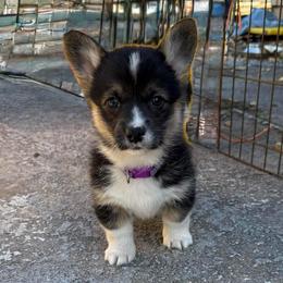 Jasmine - Black and tan female Pembroke Welsh Corgi puppy in Saint Johns, Florida from Colebrooke Farm