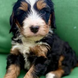 Birch (tan collar boy) - Tri-color male Bernedoodle puppy in Colorado Springs, Colorado from Mercy Mountain Bernedoodles