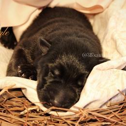 Odette - Black and cream female German Shepherd puppy in De Land, Florida from 3B’s Animal Artistry