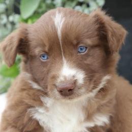 Tali - Red & white female Australian Shepherd puppy in Hillsboro, Ohio from Sugar Grove Farms
