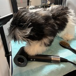 Havanese Puppies from Coraz’on Havanese