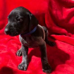 Blue - Black roan male German Shorthaired Pointer puppy in Jackson, Georgia from Rosengrace Gsps (formerly Tiner GSP’s)