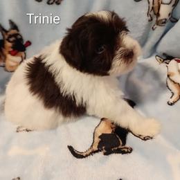Trinie - Parti female Miniature Schnauzer puppy in Midland, Texas from Shebbies Puppy Palace