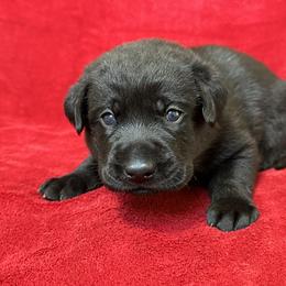 Fifth born pup - Black male Labrador Retriever puppy in Antwerp, Ohio from Clark’s Loyal Labradors