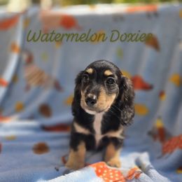 Hickory - Black and cream male Dachshund puppy in Tuscaloosa, Alabama from Watermelon Doxies