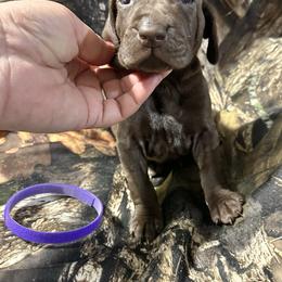 Purple Girl - Liver female German Shorthaired Pointer puppy in Dearborn, Missouri from Hardwood Kennels