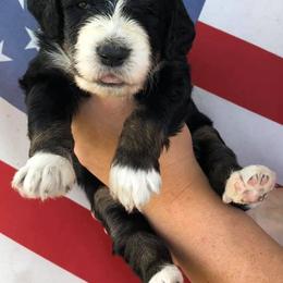 Assorted Doodle Crosses, Aussiedoodles, Bernedoodles, Cavapoos, Cotons de Tulear, and Goldendoodles from Scenic City Doodles