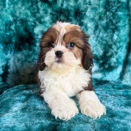 Rafael - Red and white male Cavatzu puppy in Knoxville, Tennessee from Rocky Top Cavapoos