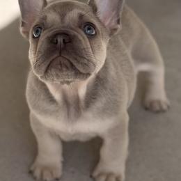 Laurent - Fawn male French Bulldog puppy in Glen Ellen, California from Frenchie’s of Glen Ellen
