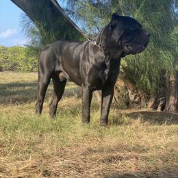 Cane Corso All Grown Up from Diamond Cut Kennels, Hawaii