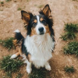 Border Collie puppies from 3-Ring Farms