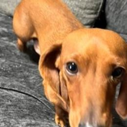 Dachshunds from az.doxie_plug