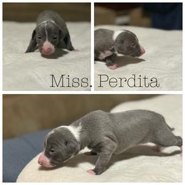 Perdita - Blue female Italian Greyhound puppy in Texas from Italian Greyhounds of Frisco