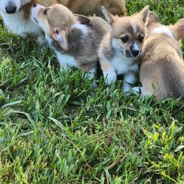 Pembroke Welsh Corgi Puppies from AW Corgis