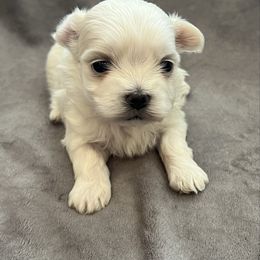 Emerald - White female Maltese puppy in Oklahoma from 4R Aussies & Tiny Paws