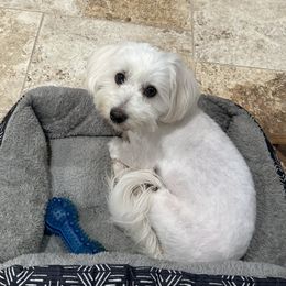 Frannie - Coton de Tulear