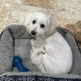 Frannie - Coton de Tulear