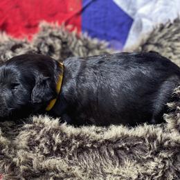 Poodle and Whoodle Puppies from Kalin’s K9s
