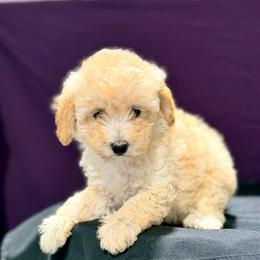 Barbie - Cream female Maltipoo puppy in Bells, Texas from Partridge Doodles and Poodles
