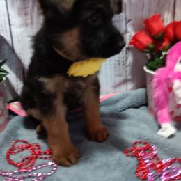 Yellow - Black and red male German Shepherd puppy in Gustavus, Ohio from Cross Kreek Kennels