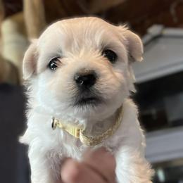 Cutlass - Gold - White female Coton de Tulear puppy in Rubicon, Wisconsin from Purplehaze Acres Cotons de Tulear