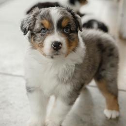 LIBERTY - Blue merle female Australian Shepherd puppy in Markleville, Indiana from Take Five Aussies