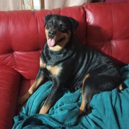 Rottweilers from Family Bred Rottweilers