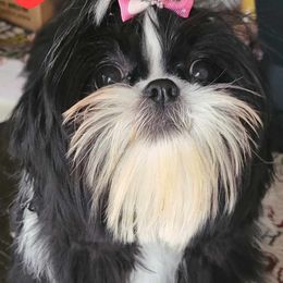 Mia - Shih Tzu