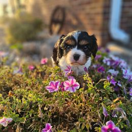 Bella - Tri-color female Cavalier King Charles Spaniel puppy in Walterboro, South Carolina from Puddlejumpers