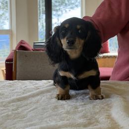 Critter Ridge Jade. - Black and cream female Dachshund puppy in Coulterville, California from Critter Ridge mini long hair Dachshunds