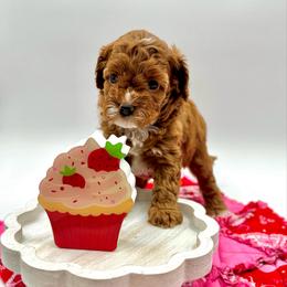 Sundae - Red female Cavapoo puppy in La Vernia, Texas from Texas Teddy Bears