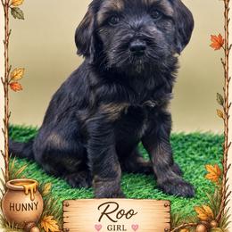 Roo - Sable female Goldendoodle puppy in Hendersonville, North Carolina from Kim's Cove