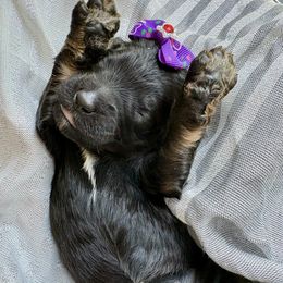 Daphne - Tri-color female Bernedoodle puppy in Camden, North Carolina from Oopsie Doodles of NC