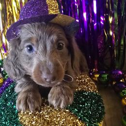 Strudle - Fawn (isabella) and tan male Dachshund puppy in Poplarville, Mississippi from T's Kennel