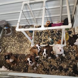 Boxer Puppies from Clydesflashyboxers