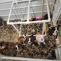 Boxer Puppies from Clydesflashyboxers