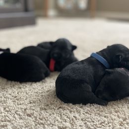 Scottish Terrier Puppies from Heart of America Scotties