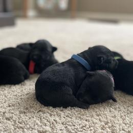 Scottish Terrier Puppies from Heart of America Scotties