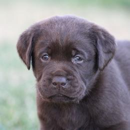 Black collar - Chocolate female Labrador Retriever puppy in Marysville, California from Britt Labradors