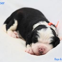 December - Black and white male Bernedoodle puppy in Diamond Bar, California from Furrytaildoodles