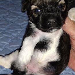Rachelle - Black and white female Havanese puppy in Cleveland, Texas from 7th Heaven Havanese of Texas