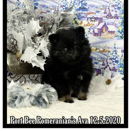 Pomeranian Puppies from Port Bee Pomeranian’s