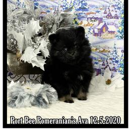 Pomeranian Puppies from Port Bee Pomeranian’s