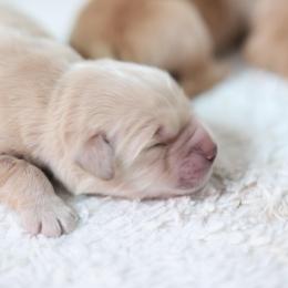 Male show bred puppy (family pet) - Golden male Golden Retriever puppy in Lemoore, California from UnrivaledGoldens